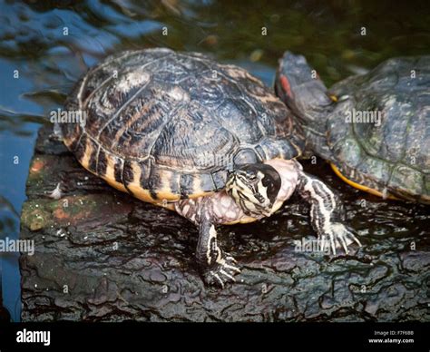 Red Eared Slider Captive In Captivity Pet Turtle Invasive Species Hi