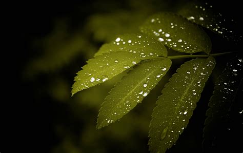Top 999 Water Droplets Wallpaper Full Hd 4k Free To Use