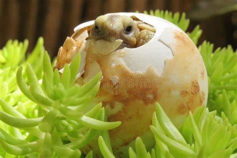 Close Up Baby Tortoise Hatching Stock Image - Image of behavior, desert ...