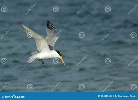 Lesser Crested Tern Flying Stock Photo Image Of Lesser 108023454