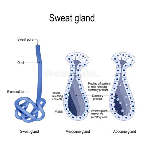 Sweat Glands Apocrine, Eccrine and Sebaceous Gland. Cross Section of ...