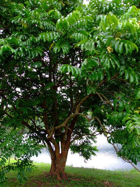 Plantekey Auroville Botanical Garden