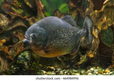 Photo Piranha Fish Aquarium Stock Photo 464984996 | Shutterstock