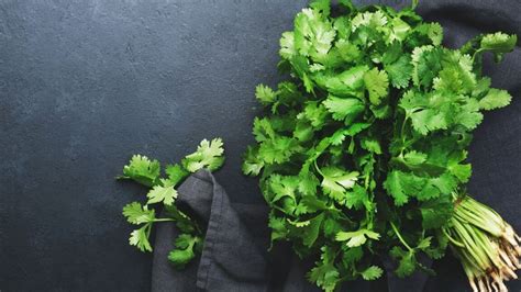 Cómo sembrar Cilantro en casa