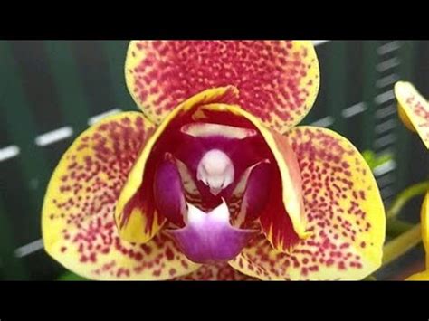 Phalaenopsis Folhas Murchas O Que Fazer Youtube