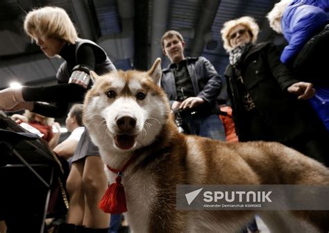 Zooshow pet exhibition in St. Petersburg | Sputnik Mediabank
