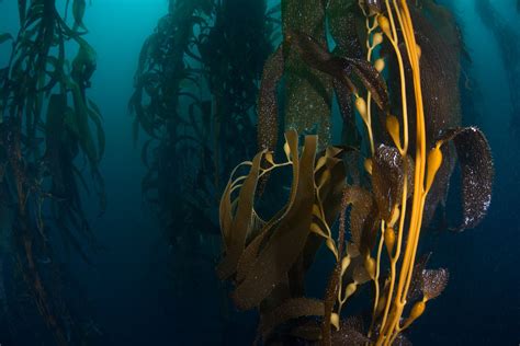 Discovering The Rich Diversity Of Kelp In Australian Waters Ocean Paddock