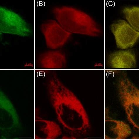 Figure S Confocal Fluorescence Images Of Live Hepg Cells Stained