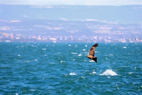 Kite on a Windy Day by organicvision on DeviantArt