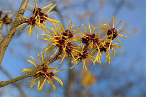 5000 Free Witch Hazel And Witch Images Pixabay
