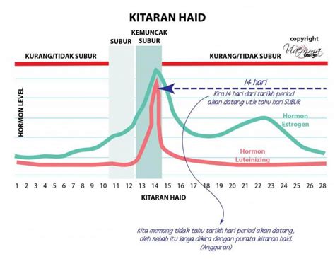 Kitaran Haid Wanita Memahami Prosesnya Dan Cara Mengira Waktu Subur