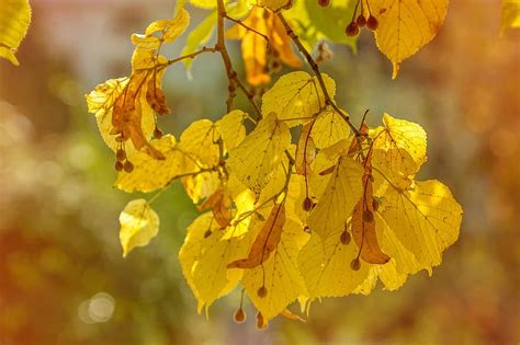 Autumn Leaves Autumn Colours Fall Foliage Tree Linde Fall Leaves