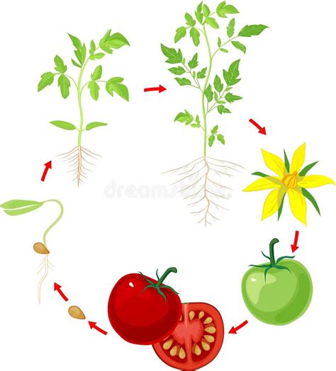 Ciclo Del Crecimiento Vegetal De Tomate Con Las Siluetas De Plantas Ilustración Del Vector