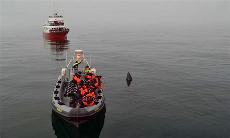 Whale Watching in Iceland: Best Seasons & Species to See