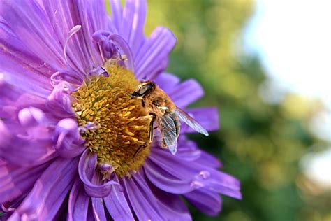 Macro Photography of Bee on a Flower · Free Stock Photo