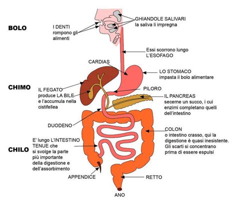 Science For Passion Anatomia Dell Apparato Digerente E Classificazione