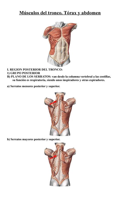 M Sculos Del Tronco Resumen Temario Universidad M Sculos Del Tronco