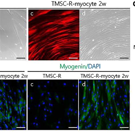 Establishment Of The Potential Of Skeletal Myogenic Differentiation Of