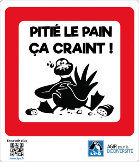 Trois Raisons De Ne SURTOUT Pas Donner De Pain Aux Oiseaux Et Aux Canards