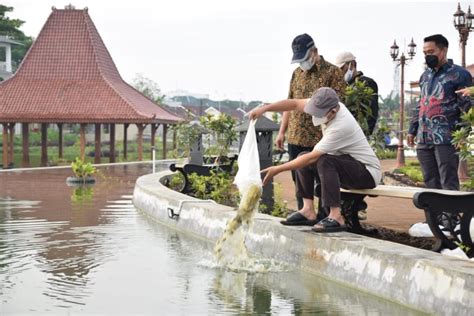 Tebar Benih Ikan Di Taman Mas Kemambang Berita Terkini Jawa Tengah