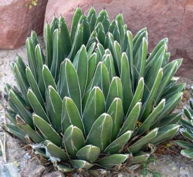 American Century Plant Pita Spiked Aloe Succulent Agave Photo