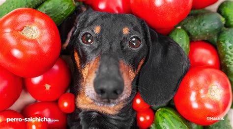 ᐅ 10 Verduras SALUDABLES y SEGURAS para tu Perro Salchicha