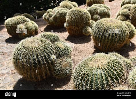 Echinocactus Grusonii Care Cactaceae Golden Barrel Cactus Stock Photo