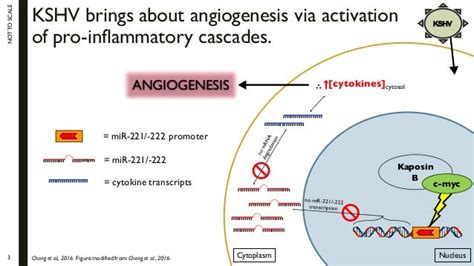 Kaposin B Interacts With C Myc To Engender Angiogenesis In Kaposi Sar