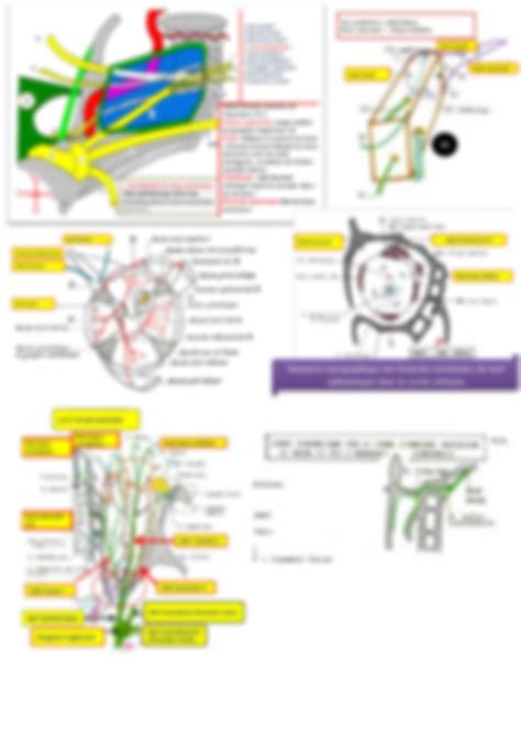 SOLUTION Anatomie Des Nerfs Craniens Partie 3 Studypool