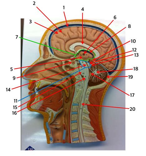 BIO 271 Brain And Cranial Nerves On Sagittal Head Model Flashcards