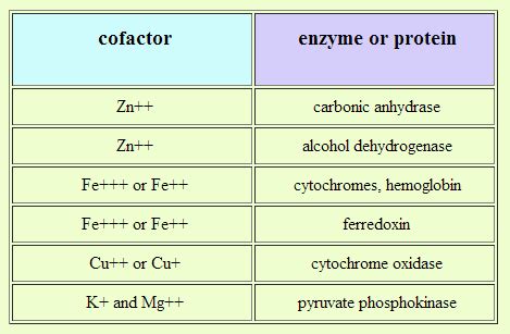 metabolism - Where can I find a list of common enzyme cofactors and/or co-enzymes? - Biology ...