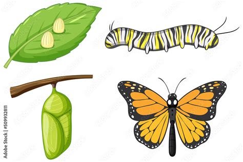 Life Cycle Of Monarch Butterfly Stock Vector Adobe Stock