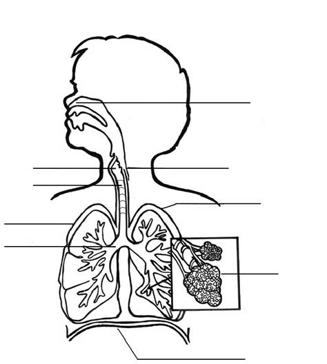 Sistema Respiratorio Diagram Quizlet