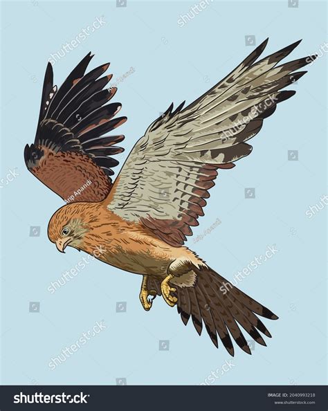 Drawing Nankeen Kestrel Rarebirds Collection Artillustration Stock