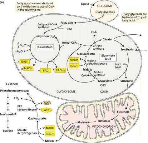 Cellular Respiration Biochemistry Biochemistry Notes Molecular Biology