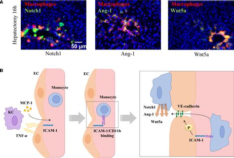 Frontiers Monocyte Endothelial Cell Interactions In Vascular And