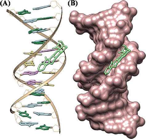 A Docked Pose Of Yh With Ct Dna Pdb Id 1bna And B Hydrophobic