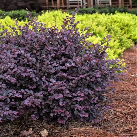 First Editions Crimson Fire Fringe Flower Loropetalum Chinensis Var