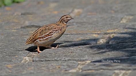 鵪鶉 日本鵪鶉 Japanese Quail Youtube