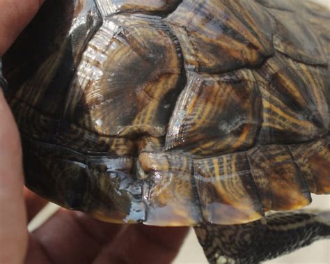 Turtle Shell Rot Vet Explained Treatment Causes Prevention PangoVet