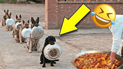 Dogs Are Always Hungry And Funny 🤣🤣 L Funniest Dog And Cat Video L Pets