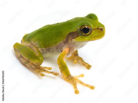 Japanese Tree Frog On White Background Hyla Japonica Stock Photo