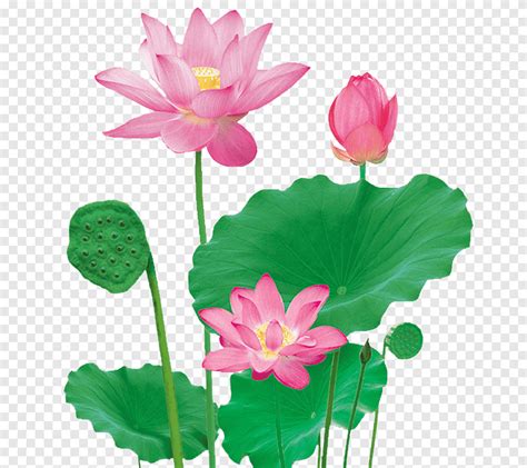 Nelumbo Nucifera Flor Creativa Loto Planta Herb Cea Hoja Png Pngegg