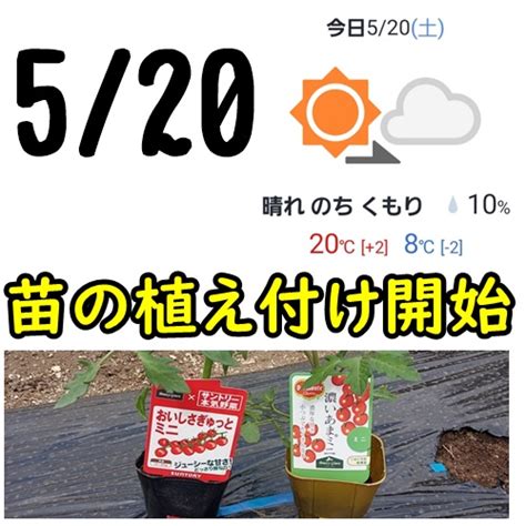 野菜苗の植え付け開始！ 初心者からのカンタン家庭菜園！野菜作り生活を100％楽しもう！