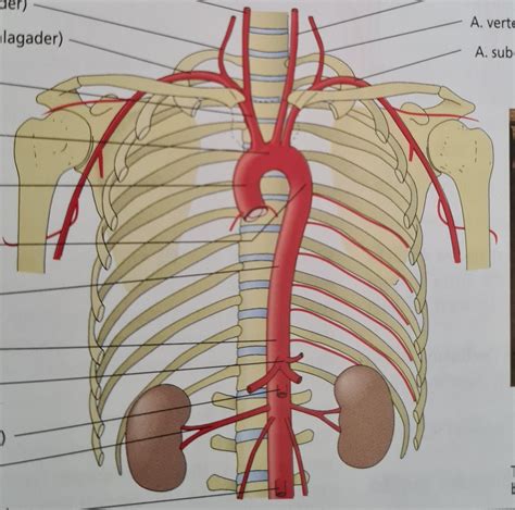 Standbild Arterien Diagram Quizlet