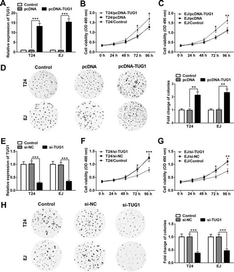 TUG1 Promotes Cell Proliferation In T24 And EJ Cells A QRT PCR