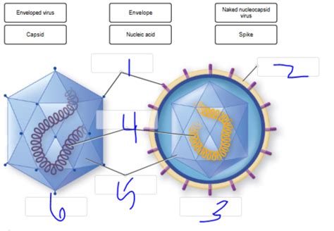 Ch Virus Diagrams Flashcards Quizlet