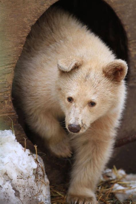 Fate Of Clover The ‘spirit Bear From Bc Draws International Interest