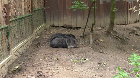 Two Cute Black Pigs Sleeping On The Ground In Farm On A Summer Day