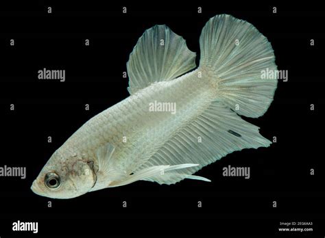 White Platinum Betta Fish Siamese Fighting Fish Betta Splendens On